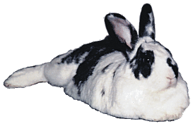 gif of a rabbit
