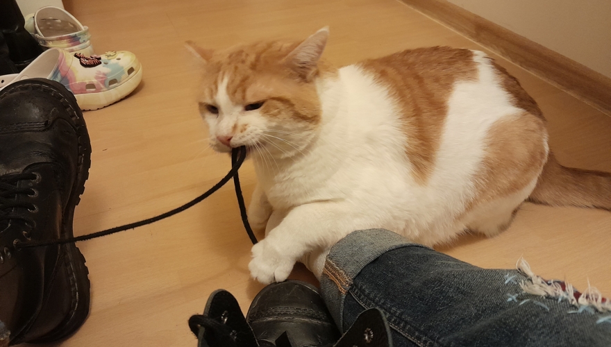 Korek attacking shoelaces