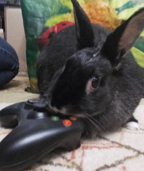 pusia licking the xbox pad