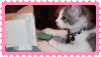 cat using a computer