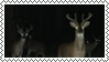 deer in the dark